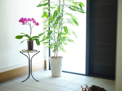 小さな 胡蝶蘭 2本立ち 鉢 付き 1鉢 ranto Lサイズ 【 胡蝶蘭 】