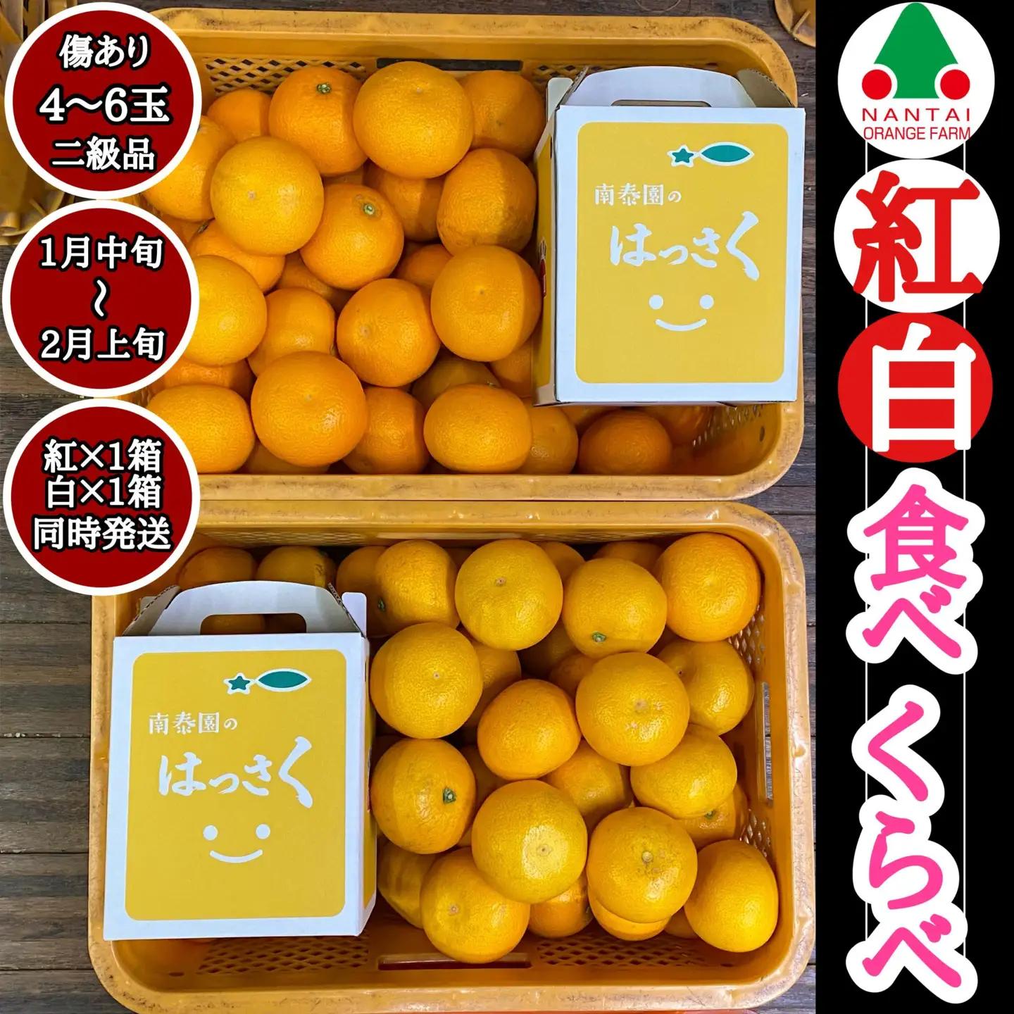手さげ箱 有田 はっさく 紅白 食べくらべ ちょっと傷あり 二級品 みかん