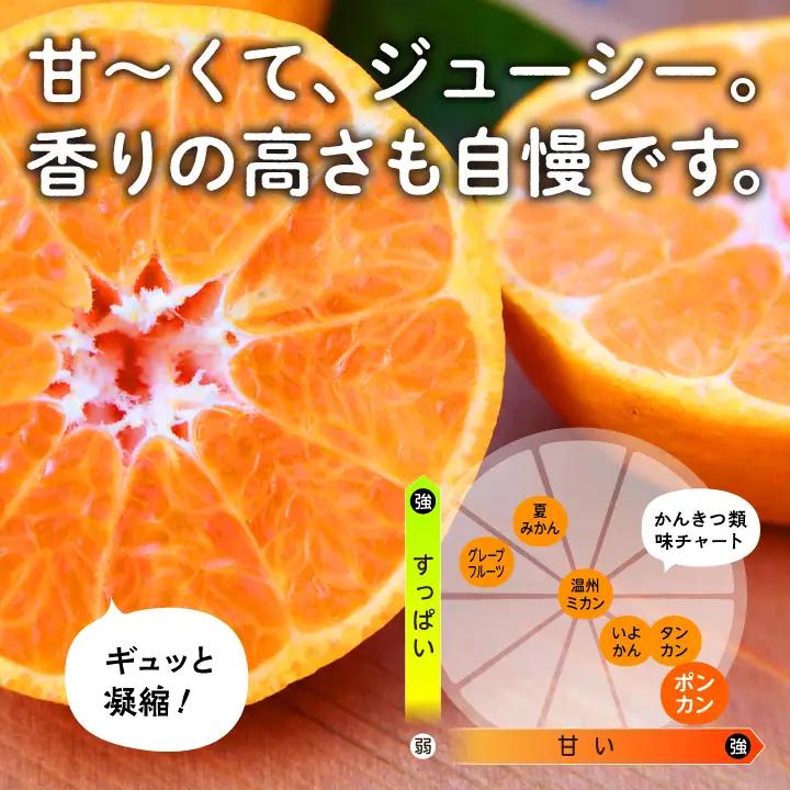 《 先行予約 》種子島産 ポンカン 約10kg （約60玉）【12月中旬頃～1月中旬頃順次発送 】【南種子町果樹部会】