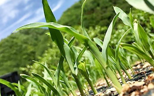 【期間限定】安芸太田町産とうもろこし(ゴールドラッシュ) Lサイズ以上15本!【配送不可地域:離島】