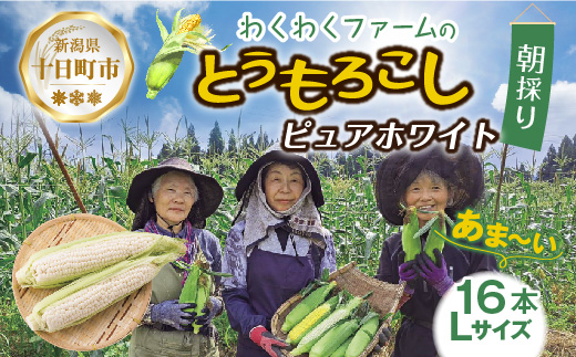 ｜先行予約受付｜ 令和7年産 朝採れ とうもろこし ピュアホワイト Lサイズ 16本 甘い 国産 トウモロコシ 産地直送 新鮮 フレッシュ コーン 農園 野菜 農作物 わくわくファーム 送料無料
