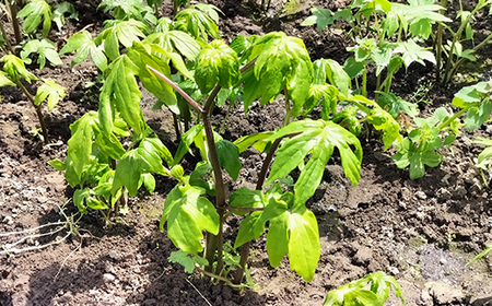 しどけ（モミジガサ） 約200g 瑞々しい山菜の女王【60P3229】