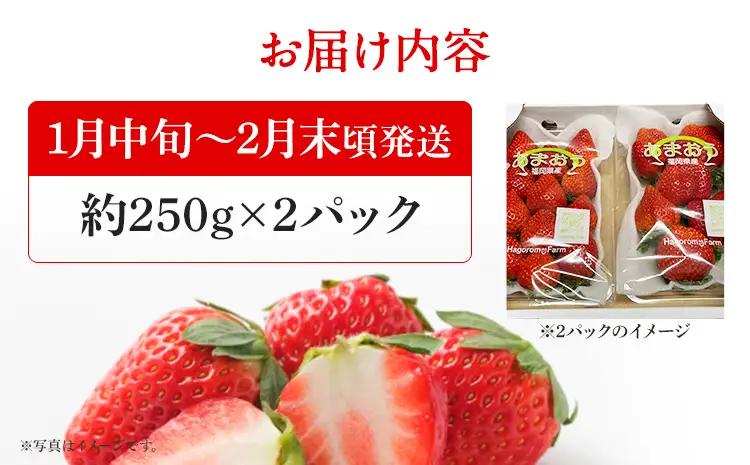 あまおう いちご 産地直送 約250g×2パック 福岡県産 朝採れ ふくおかエコ農産物認証 苺 フルーツ イチゴ 果物 くだもの ストロベリー ichigo ケーキ スイーツ 【1月中旬〜2月末頃発送