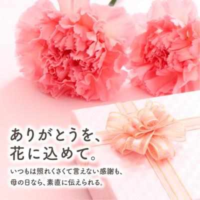 ふるさと納税 田村市 【先行受付 2026年母の日 】クレマチス「プリンセスダイアナ」5号鉢 ギフトラッピング付き |  | 03