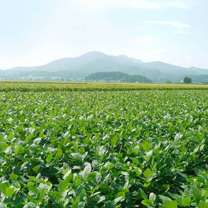 【2024年 令和6年先行予約】白山村産だだちゃ豆 300g×3袋（計900g）【本豆】 株式会社 清川屋