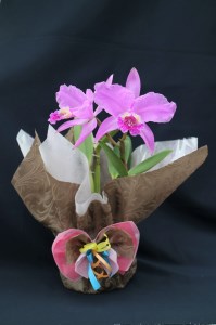 先行受付 おまかせ洋蘭 中輪カトレア 父の日ギフト 父の日花 父の日洋蘭