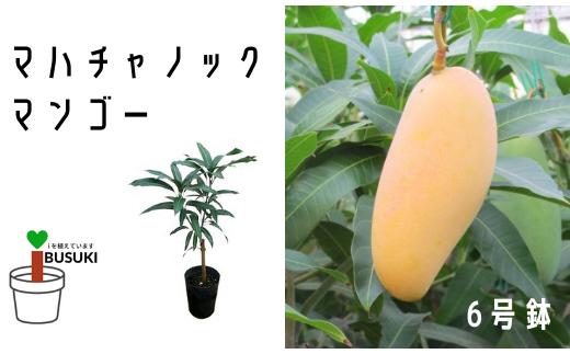 2025年2月上旬～発送【観葉植物】マハチャノックマンゴー苗木6号ポット3～4年生(前園植物園/025-1482) 南国鹿児島県で育った 観葉植物！植物 鉢付 インテリア 室内 オフィス おしゃれ プレゼント ギフト 開店祝い 移転祝い マイナスイオン 【配送不可地域：北海道・沖縄県・離島】