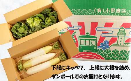 【2027 先行予約】 春キャベツ 2～3玉 大根 2～3本 セット キャベツ