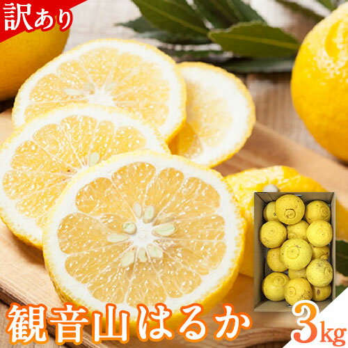 【ふるさと納税】【先行予約】観音山はるか(訳あり) 3kg (約15玉-21玉前後) 有限会社柑香園【日付指定不可】《2026年2月上旬-2月末頃出荷》和歌山県 紀の川市 フルーツ 果物 柑橘 はるか