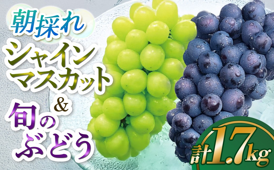 
                  シャインマスカットと旬のぶどう 食べ比べセット 計1.7kg（シャインマスカット ぶどう 葡萄 フルーツ 果物 食べ比べ 高糖度 甘い ジューシー みずみずしい 芳醇 宮崎 小林市）
                