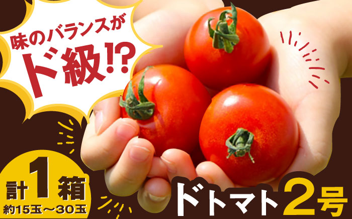人気のドトマト2号1箱 / とまと / 佐賀県 / 永尾産ち [41AAAC003]