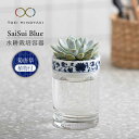 【ふるさと納税】【美濃焼】SaiSui Blue（菊唐草）植物付き【大東亜窯業】インテリア 雑貨 観葉植物 [MAG066]