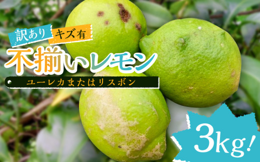 【訳あり】キズ有、不揃いレモン3kg（ユーレカまたはリスボン） mi0032-0004 【果物 フルーツ 果実 レモン 柑橘】