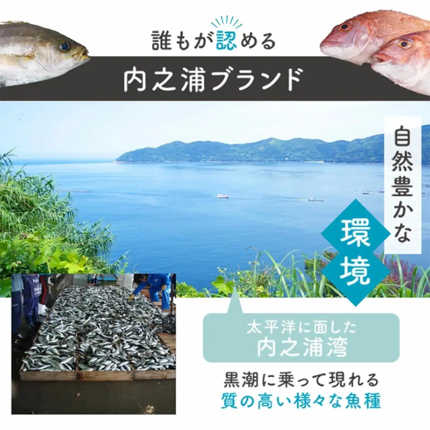 鮮魚ボックス 鮮魚BOX 地魚 詰め合わせ 約4人分 産地直送【マルケイ水産】A09002