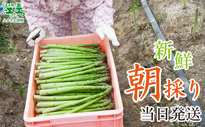 【夏芽 予約受付 6月中旬〜順次出荷】2025年 北海道江差町産 アスパラガス【S〜Mサイズ】 1kg　40〜50本　朝採り　農家直送　新鮮　鮮度保持　北海道　旬野菜　グリーンアスパラ　アスパラ　ギフ