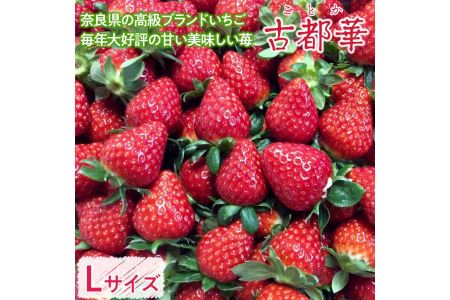 奈良県の高級ブランドいちご 毎年大好評の甘い美味しい苺（レギュラーパックLサイズ）（古都華（ことか））◇ ※発送前電話連絡あり ※2024年1月より順次発送予定 ※北海道・沖縄・離島への配送不可