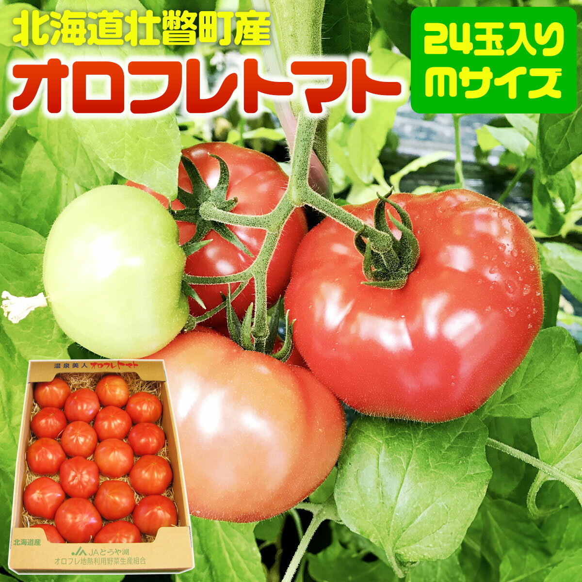 【ふるさと納税】＜2026年3月上旬より順次お届け＞北海道壮瞥産 オロフレトマト24玉入り（Mサイズ） 【 ふるさと納税 人気 おすすめ ランキング 北海道 壮瞥 オロフレトマト 野菜 トマト 産地直送 夏 旬 旬の野菜 とまと 季節商品 贈り物 北海道 壮瞥町 送料無料 】 SBTA028