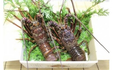 伊勢海老 約2kg(2~5尾)伊勢海老【kmgk0004】