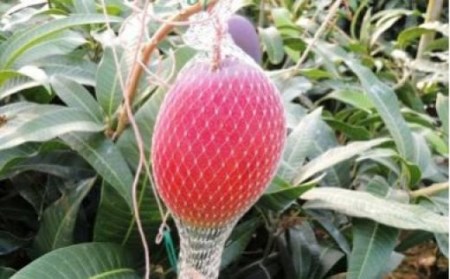  【生産者直送】濃厚完熟!まっちゃんマンゴー（大きめ4L×2玉）【2026年5月中旬頃から6月初旬発送】 C-36