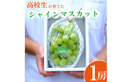 高校生が作った シャインマスカット 1房  徳島県立吉野川高等学校 シャインマスカット