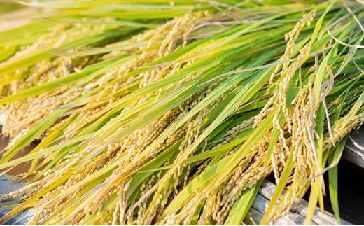 【先行予約】令和7年産 石原果樹園の備前乙女米 4kg ( 白米 2kg + 玄米 2kg ) お米 精米 玄米 ライス 乳酸菌栽培 岡山県