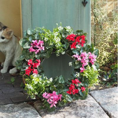 ふるさと納税 朝倉市 ガーデンシクラメンのサークルハンキング(直径35cm)