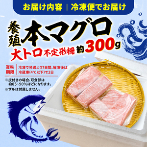 訳あり 大とろ 本まぐろ 約300g 不定型柵 本鮪 まぐろ 大ﾄﾛ とろ 解凍 鮪 漬け ﾏｸﾞﾛ ﾕｯｹ 海鮮 本ﾏｸﾞﾛ ふるさと人気 ( まぐろ ﾏｸﾞﾛ 中ﾄﾛ まぐろ ﾏｸﾞﾛ 中ﾄﾛ ま