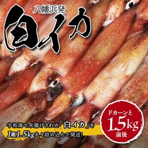 【冷凍便】八幡浜発!「白イカ(剣先イカ)」ドカーンと1.5kg!【D22-217】【配送不可地域：離島】【1043152】