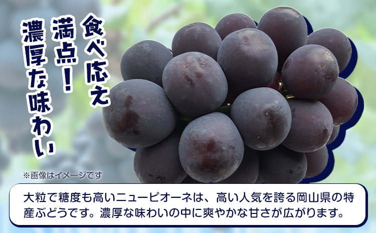 【2025年先行予約】岡山県産 ピオーネ 2房 約500ｇ×2 晴れの国 晴れの国 おかやま館(フルーツランド岡山)《2025年7月中旬-9月中旬頃出荷》岡山県 浅口市 マスカット ぶどう 葡萄 果物