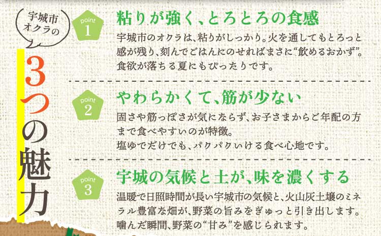 オクラ おくら 冨田さん家のオクラ800g（80g×10袋） 新鮮野菜 夏野菜 家庭料理 国産 国産野菜 熊本県産 国産 九州 熊本県 宇城市 粘りが強い 柔らかい 筋が少ない シャキシャキ ご飯のお