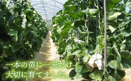 【12月上旬頃お届け】＜先行予約＞【ていねいに育てた高級果物】平戸市産 ネットメロン「 ソナタ 」[KAB097]/ 長崎 平戸 果物 フルーツ メロン アールスメロン ソナタ 糖度14度 贈物 贈答