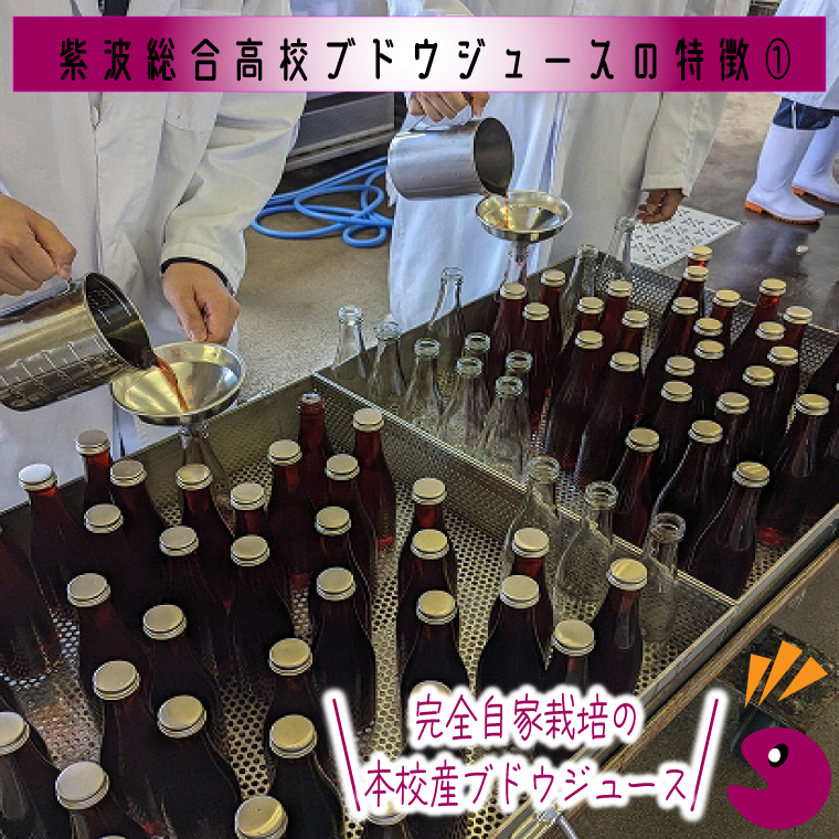 ＼紫波の高校生が作りました！／紫波町産 ぶどうジュース 300ml 6本入り ｜ 岩手 紫波町 ぶどうジュース 紫波 高校 岩手県立紫波総合高等学校 選べる フレッシュ(EC003)
