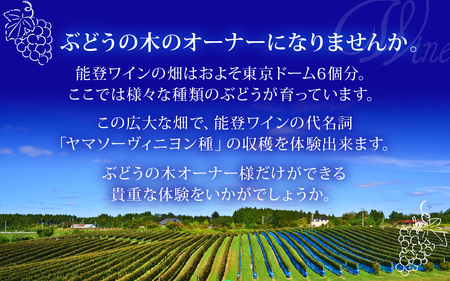 収穫体験にワイン５本も！ 能登ワイン　ぶどうの木オーナー