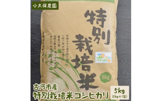 【令和6年産】古河市産 特別栽培米コシヒカリ5kg【小久保農園】 | こめ コメ 米 白米 精米 ご飯 単一米 国産 茨城県産 古河市 ギフト 贈答 贈り物 プレゼント お祝 ご褒美 記念日 景品 _AS05