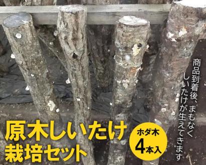 原木しいたけ栽培セット・ホダ木4本入り ※離島への配送不可 | 特大厚肉品　特選品　贈答用　農薬不使用　脱炭素 しいたけ 椎茸 シイタケ きのこ キノコ 原木栽培 ギフト 贈答 贈り物 お祝 ご褒美 記念品 プレゼント 栄養 健康 _DR05