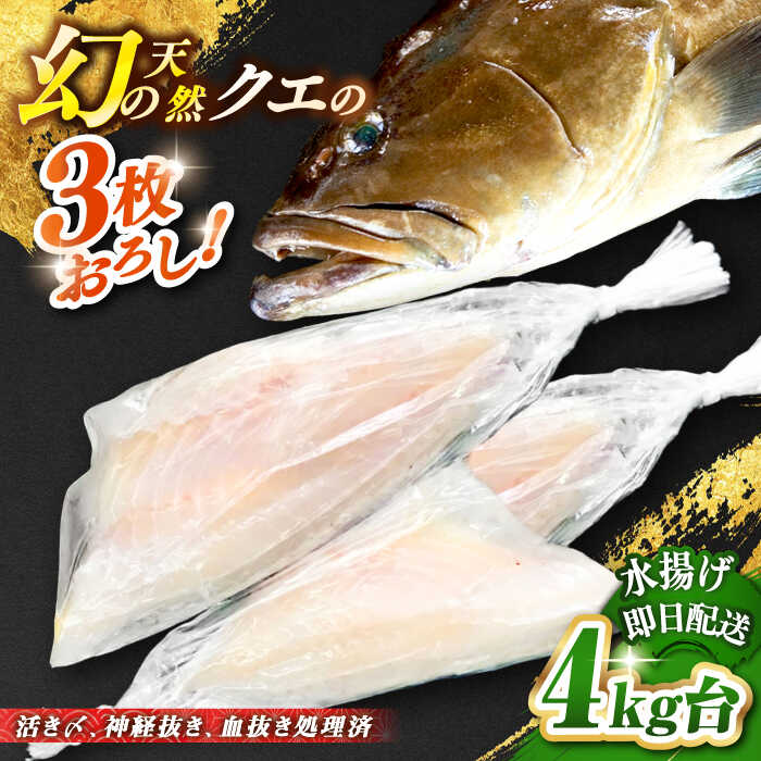 【ふるさと納税】天然クエ（4キロ台・3枚おろし） 《壱岐市》【壱岐島　玄海屋】[JBS056] クエ 魚 刺身 しゃぶしゃぶ 300000 300000円 30万円 のし プレゼント ギフト