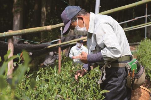 匠厳選！高級一番茶「川根茶」ペットボトル　２ケース