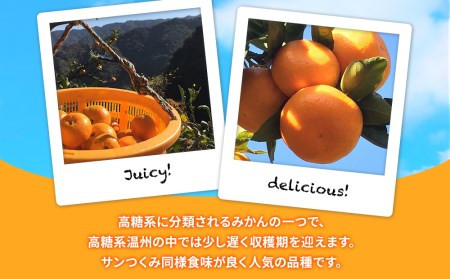 【先行予約】大村農園の温州みかん 青島温州 5kg | 津久見市