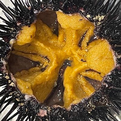 ふるさと納税 田野畑村 【令和8年7月〜順次発送】岩手県田野畑産 無添加塩水生うに 100g×3パック 産地直送 |  | 02