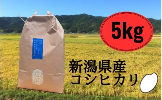 令和７年産新米 五泉産 コシヒカリ 精米 5kg (5kg×1袋) 新潟県 五泉市 株式会社蛇場農産