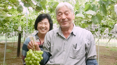 【 2025年9月上旬発送開始 】 シャインマスカット＆巨峰セット 合計 約2kg (茨城県共通返礼品 石岡市） 開田ぶどう園 産地直送 フルーツ 甘い 直送 茨城 限定 ギフト ぶどう シャインマス