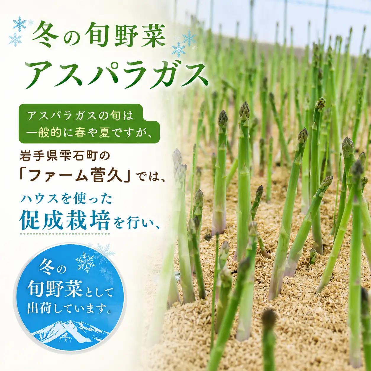 農家直送 国産 アスパラ M ～ LL 総量 500g 以上 【ファーム菅久】 アスパラガス グリーンアスパラ 旬 野菜 やさい 冬野菜 新鮮 産地直送 岩手県 雫石町 500グラム ５００g 大容量