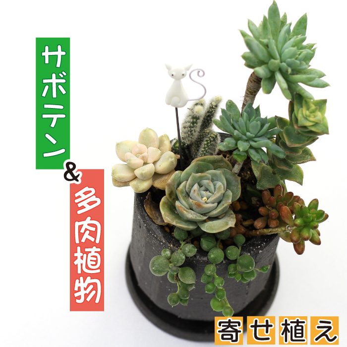 サボテン＆多肉植物の寄せ植え【黒ポット】 ／ さぼてん 植物 観葉植物 寄せ植え 園芸 雑貨 インテリア インテリア雑貨 観賞用 おしゃれ かわいい 【彩花園】