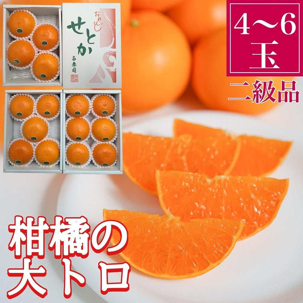 
ちょっと 傷あり ハーフ 化粧箱 柑橘の大トロ ハウス せとか 4 ～ 6玉入 南泰園【2024年2月上旬～発送】
