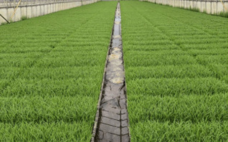 令和7年産 特別栽培米コシヒカリ10kg 米