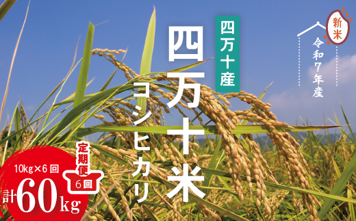 令和7年産 6回 定期便 四万十産 四万十米 コシヒカリ 10kg （5kg×2袋）×6回（計60kg）こしひかり 60kg 令和7年 2025年 精米 白米 米 おこめ こめ コメ ご飯 ごはん ふっくら もちもち 四国 高知 四万十 しまんと R7