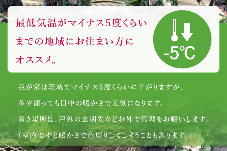 行方市の花農家「すみれ花園」セレクト 葉牡丹の寄せ植え｜花 お花 季節の花 葉牡丹 寄せ植え ギフト 贈り物 プレゼント 茨城県 行方市(EH-29)