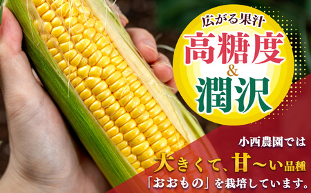 【奈良県産】太陽の微笑み とうもろこし約4kg | 野菜 やさい ヤサイ ベジタブル とうもろこし トウモロコシ 奈良県 五條市 スイートコーン 人気 朝採り 産地直送 甘い 送料無料 期間限定 コー