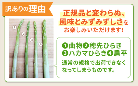 【訳あり】【星のアスパラ】グリーンアスパラガス 約1kg 【サイズ不揃い L～S】 / 訳アリ 規格外 産地直送 アスパラ あすぱら あすぱらがす 採れたて 新鮮 旬 産地直送 / 南島原市 / ほし