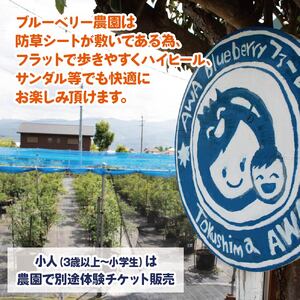 ブルーベリー 狩り 体験 チケット 大人 2人 30分 コース